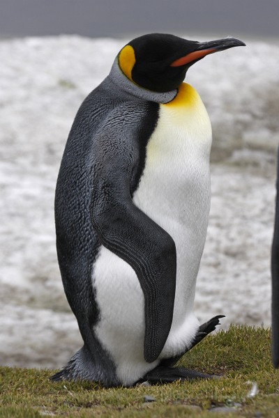 IMG_2944c.jpg - King Penguin (Aptenodytes patagonicus)